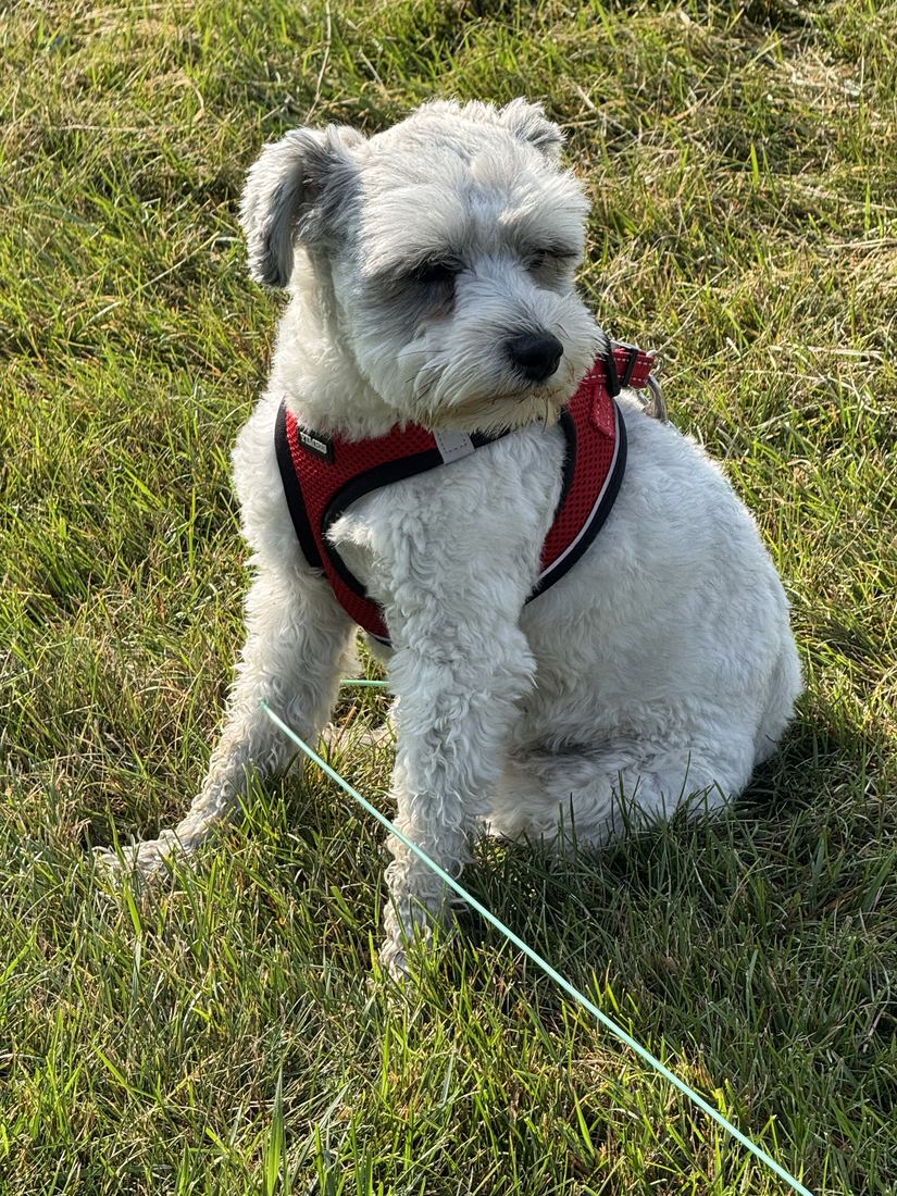 A small white dog in a red harness standing in the tall grass beside the course